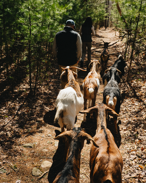 Meagan Fredericks Goat Farm
